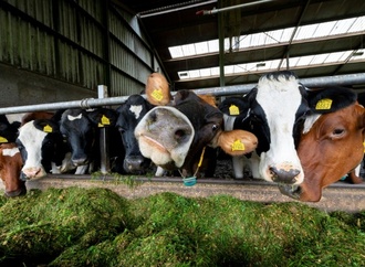EU-Parlament stimmt für Zugeständnisse an Bauern beim Umweltschutz
