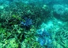 Kongress der Weltnaturschutzunion in Abu Dhabi begonnen