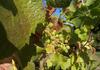 Weinernte 2025 voraussichtlich üppiger