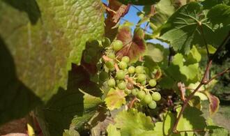 Weinernte 2025 voraussichtlich üppiger