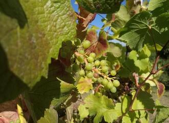 Weinernte 2025 voraussichtlich üppiger