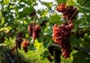 Weinernte in Deutschland besser als im Vorjahr - aber weiter unterdurchschnittlich