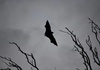 Ausgefeilte Jagdtechnik: Europas größte Fledermaus frisst Singvögel in der Luft