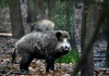 Blutspur von erlegtem Wildschwein löst Polizeieinsatz in Baden-Württemberg aus