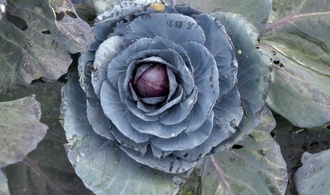 Unbekannte stehlen 300 Köpfe Rotkohl von Feld in Schleswig-Holstein