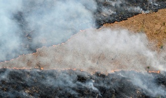 Bericht: Weltweite Waldzerstörung geht kaum zurück