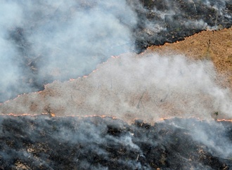 Bericht: Weltweite Waldzerstörung geht kaum zurück