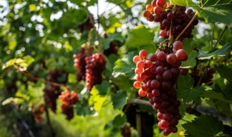 Kleinere Beeren und Regen im September: Weinernte geringer als geschätzt