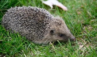 Polizisten in Rheinland-Pfalz retten Igel aus Maschendrahtzaun
