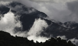 Studie: Australiens Regenwälder funktionieren nicht mehr als CO2-Speicher