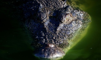 Krokodil badet in Pool von australischem Luxushotel