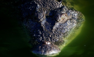 Krokodil badet in Pool von australischem Luxushotel
