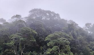 Schneider fordert Hektar-Prämie für Regenwald
