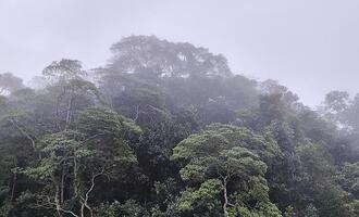 Schneider fordert Hektar-Prämie für Regenwald
