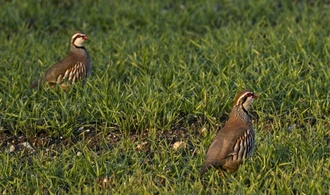 Jagdverband: Rebhuhnbestand in Deutschland leicht gestiegen