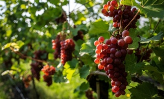 Kleinste Weinernte seit 2010 in Deutschland - Qualität aber ''ausgesprochen gut''