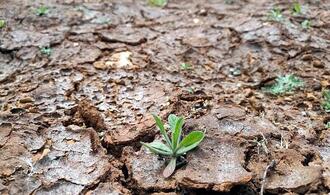 Studie: Extreme Dürre schädigt Graslandschaften weltweit