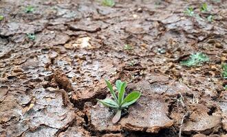 Studie: Extreme Dürre schädigt Graslandschaften weltweit