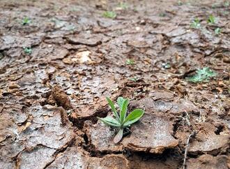 Studie: Extreme Dürre schädigt Graslandschaften weltweit