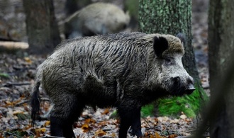 Gefrorenes Wildschwein als Beute: Ungewöhnlicher Einbruch in Stralsund