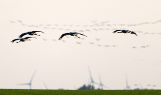 Brandenburg registriert bislang größten Vogelgrippeausbruch bei Kranichen