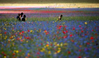 Feldrittersporn ist Blume des Jahres 2026 - Stiftung warnt vor Artenschwund