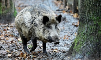 Wildschwein auf Bundesstraße: Acht Autos in Niedersachsen beschädigt