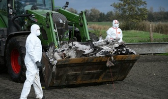 Vogelgrippe: Chefin von Bundesinstitut beunruhigt ''ungewöhnliche'' Dynamik