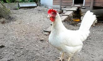 FLI: Hohes Risiko für Vogelgrippe-Ausbrüche in Geflügelhaltungen