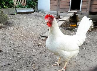 FLI: Hohes Risiko für Vogelgrippe-Ausbrüche in Geflügelhaltungen