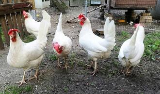 Vogelgrippe: FLI rechnet mit Tötung Hunderttausender Tiere