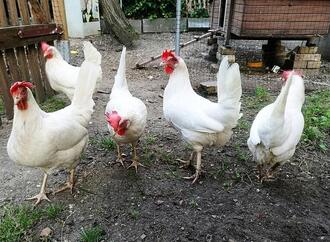 Vogelgrippe: FLI rechnet mit Tötung Hunderttausender Tiere