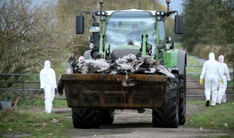 Vogelgrippealarm: Behörden in Brandenburg müssen rund 130.000 Enten und Hühner töten