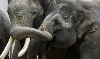 Rettung von gebrochenem Stoßzahn: Experten behandeln Elefant in Leipziger Zoo