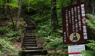 Tödliche Bärenangriffe in Japan: Gouverneur fordert Hilfe der Armee an
