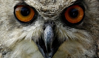 Wärmeliebende Vögel profitieren vom Klimawandel - Artenschwund auf Agrarflächen