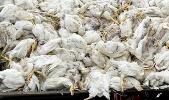 Virologe: Vogelgrippe hat Potenzial für neue Pandemie