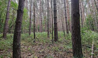 Baumschulfläche sinkt deutlich - rund elf Prozent weniger Betriebe