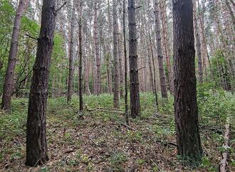 Baumschulfläche sinkt deutlich - rund elf Prozent weniger Betriebe