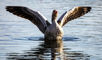 Landwirtschaftsminister Rainer: Kein Versorgungsengpass wegen Vogelgrippe