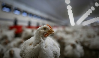 Niedersachsen: Feuer in Geflügelstall tötet rund 18.000 Legehennen