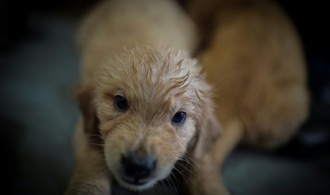 Abgemagert und ohne Futter: Illegaler Welpenhandel bei Freiburg gestoppt