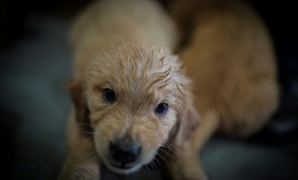 Abgemagert und ohne Futter: Illegaler Welpenhandel bei Freiburg gestoppt