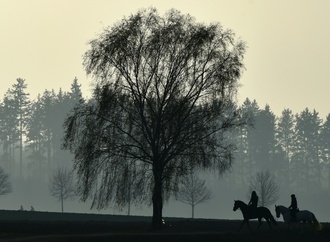 Fohlen von falschem Hengst: Tierarzt muss keinen höheren Schadenersatz zahlen