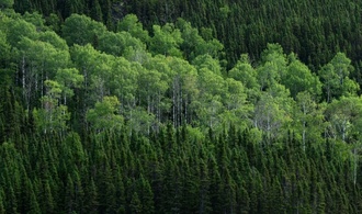 Anpassungsfähige Pionierpflanze: Zitterpappel ist Baum des Jahres 2026