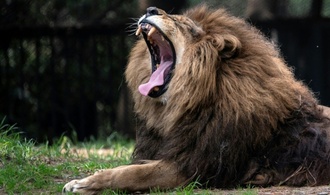 Schließung von Zoo in Neuseeland: Sieben Löwen sollen eingeschläfert werden