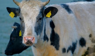 Polizeihubschrauber und Jäger im Einsatz: Kuh legt Bundesstraße bei Tübingen lahm
