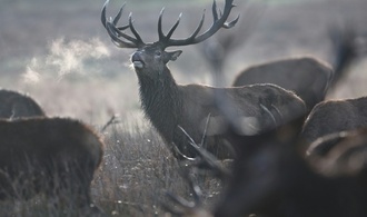 Hirsch bei Wildunfall in Mecklenburg-Vorpommern zeitgleich von zwei Autos erfasst