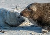Erste Kegelrobbenbabys der Saison auf Nordseeinsel Helgoland geboren