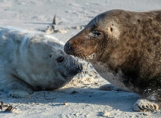 Erste Kegelrobbenbabys der Saison auf Nordseeinsel Helgoland geboren